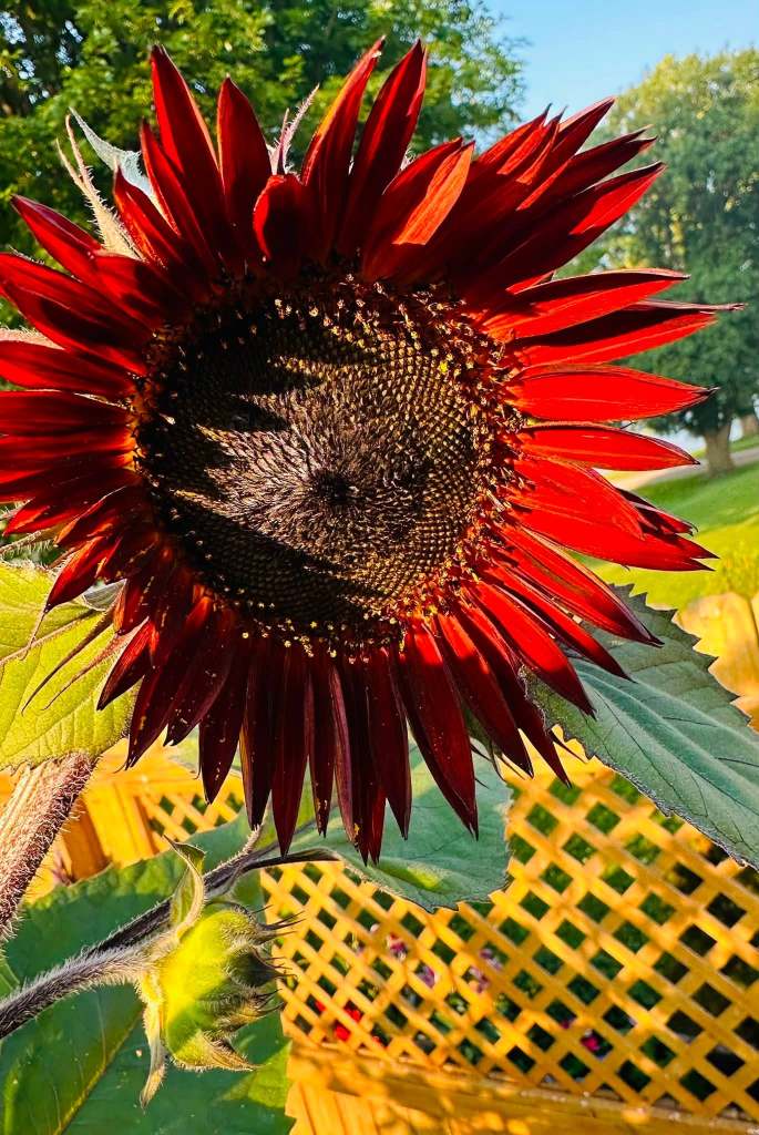 A close-up view of a vibrant red sunflower with dark seeds in the center, surrounded by green leaves, set against a background of a wooden lattice structure.