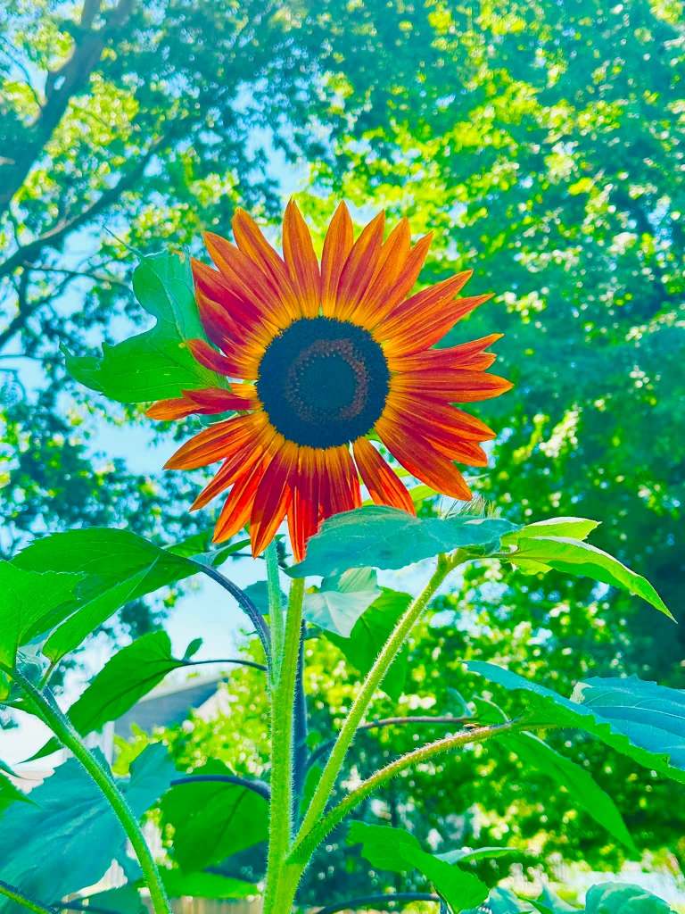Close-up of a vibrant sunflower with orange and yellow petals, surrounded by green leaves against a bright, sunny backdrop.