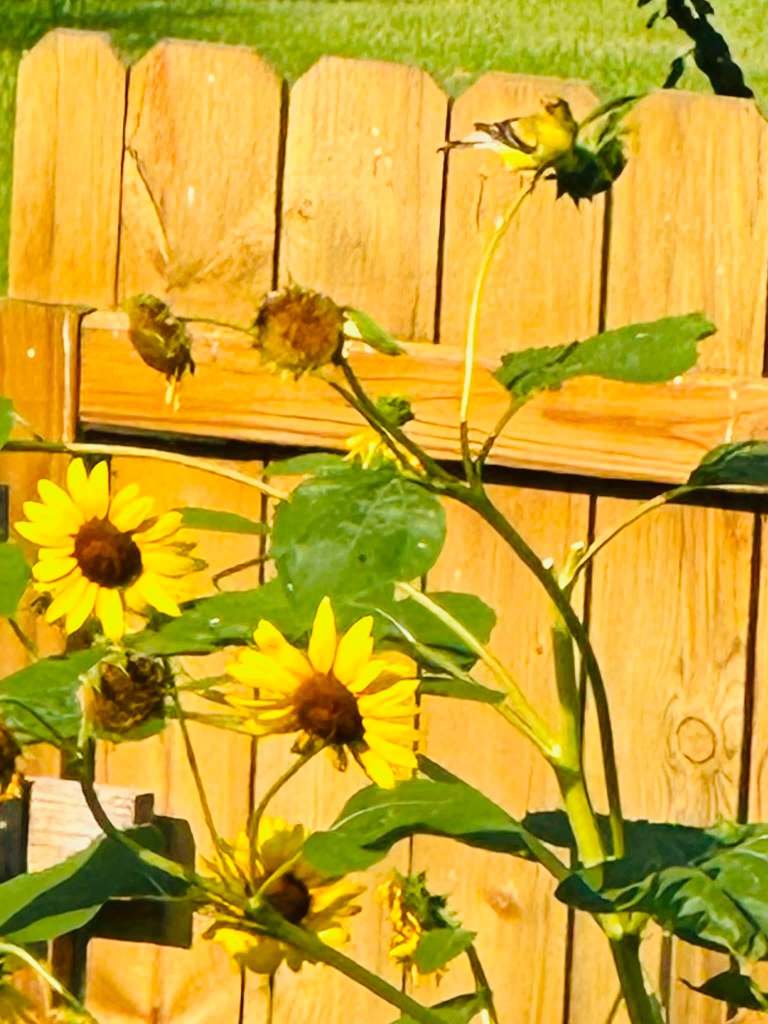 A close-up view of sunflowers growing in front of a wooden fence, with some flowers blooming and others fading.