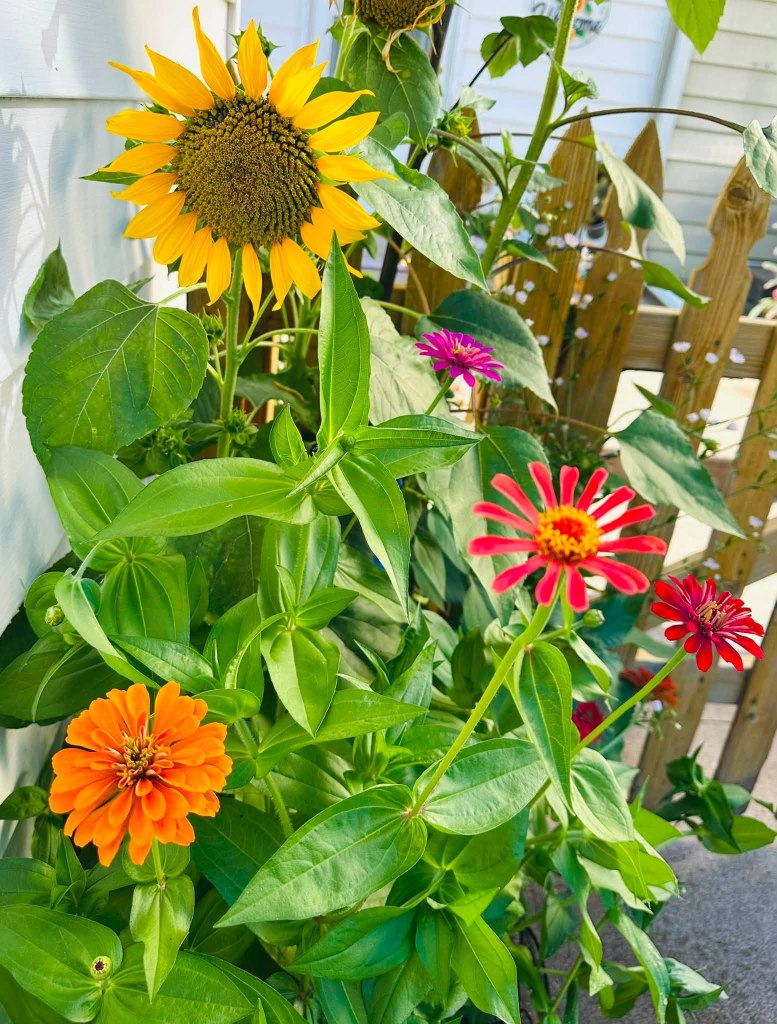 A vibrant arrangement of various flowers, including a tall sunflower with yellow petals, alongside several colorful zinnias in shades of pink, red, and orange, surrounded by lush green leaves.