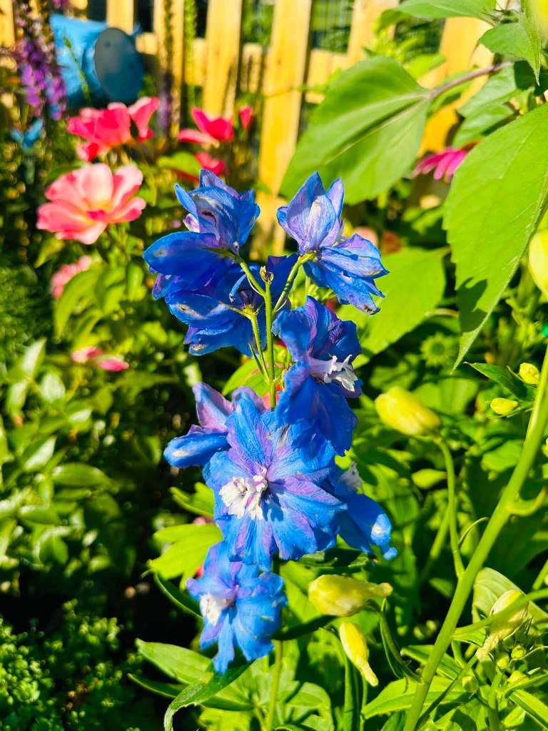 A cluster of bright blue delphinium flowers surrounded by lush green foliage and pink blooms in a garden.
