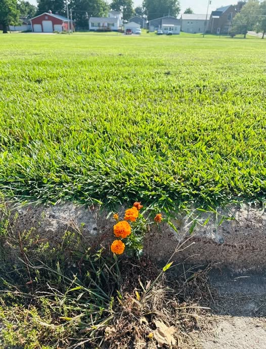 Close-up of vibrant orange marigold flowers growing beside a sidewalk, with a lush green lawn and residential buildings in the background.