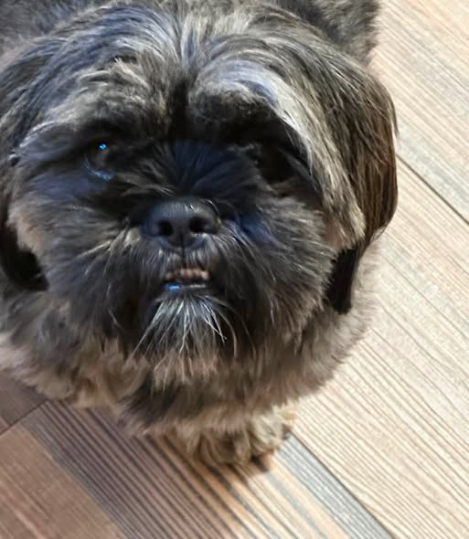 Close-up of a small, fluffy dog with a dark coat and a curious expression, standing on wooden flooring.