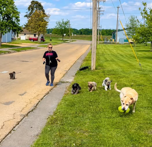 A woman walking multiple dogs on a grassy roadside in a residential area, with trees and buildings in the background.