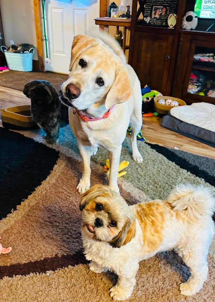 A yellow Labrador retriever with a pink collar stands beside a small, fluffy Shih Tzu on a patterned rug in a cozy living room.