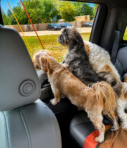 Three dogs looking out of a car window, with a grassy area and parked cars visible in the background.