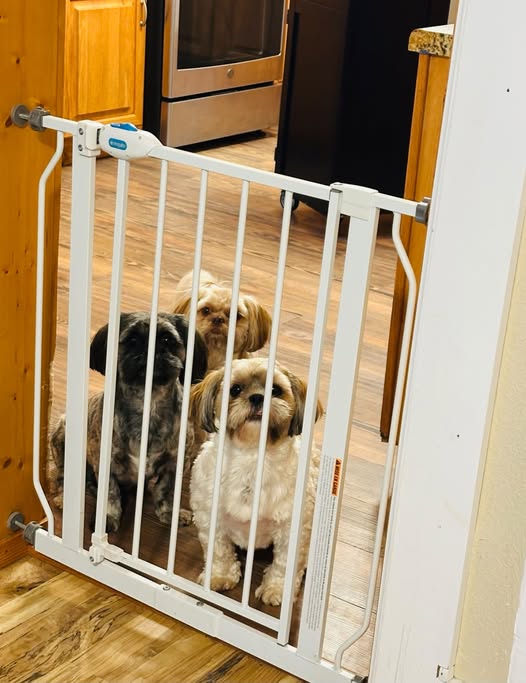 Three small dogs sitting behind a white pet gate in a kitchen setting, with wooden cabinets and an appliance in the background.