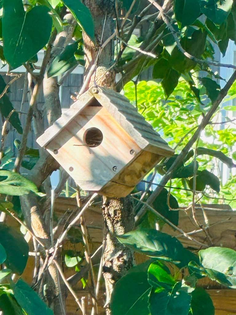 A wooden birdhouse hanging on a tree branch, surrounded by green leaves.