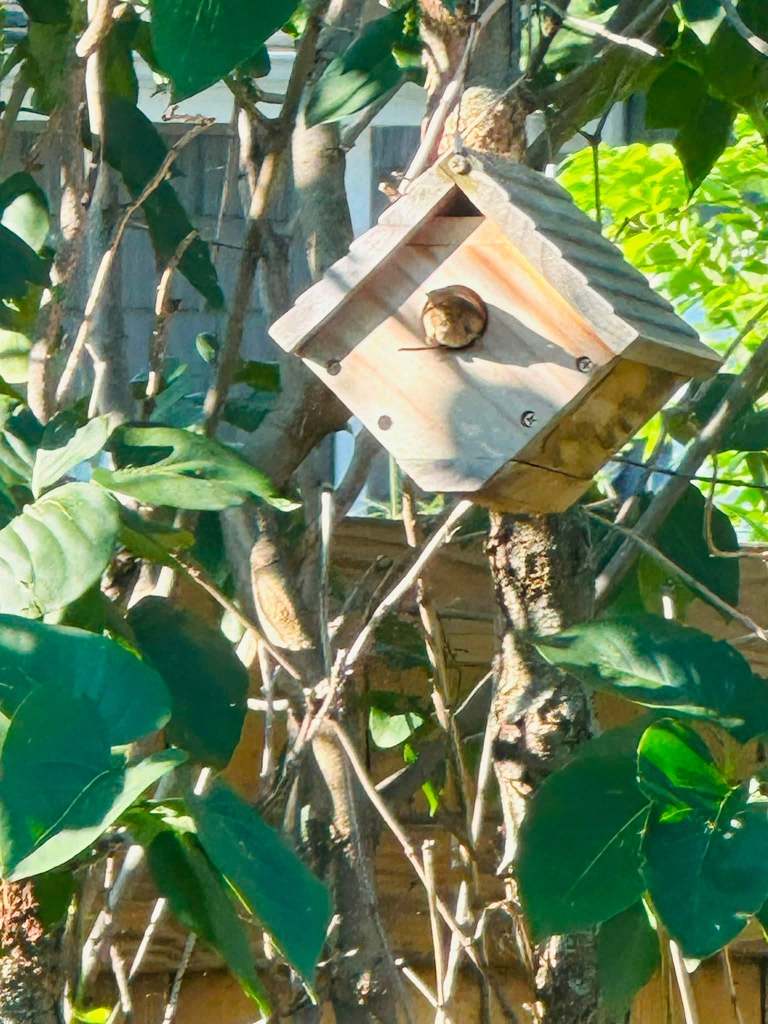 A small wooden birdhouse mounted on a tree trunk, surrounded by green leaves.