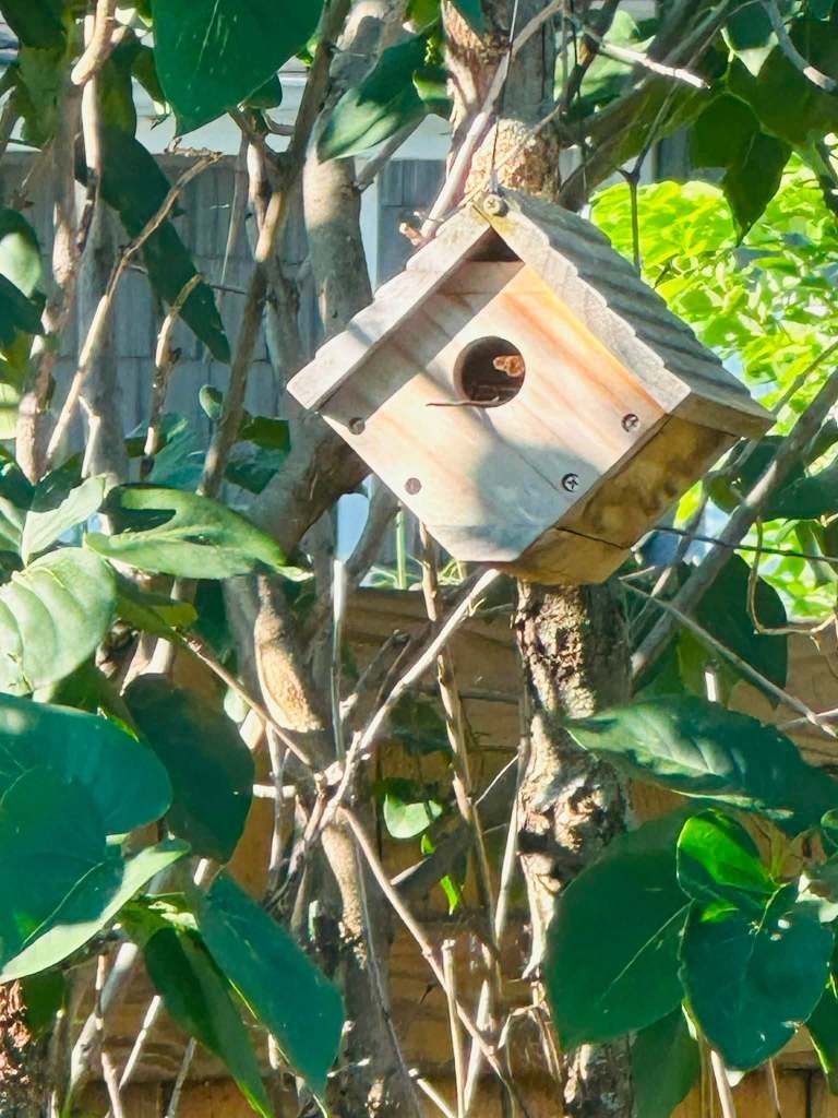 A wooden birdhouse hanging from a tree branch, surrounded by green leaves.