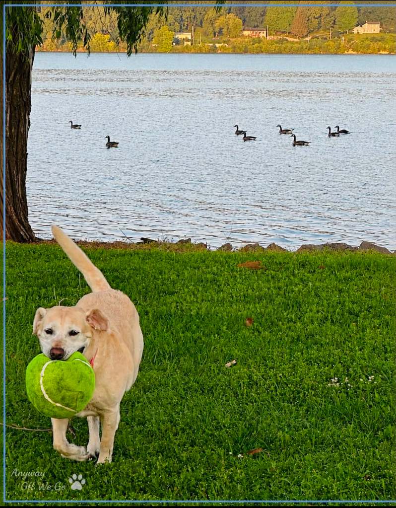 A yellow Labrador retriever running on grass with a green tennis ball in its mouth, near a lake with ducks floating in the background.