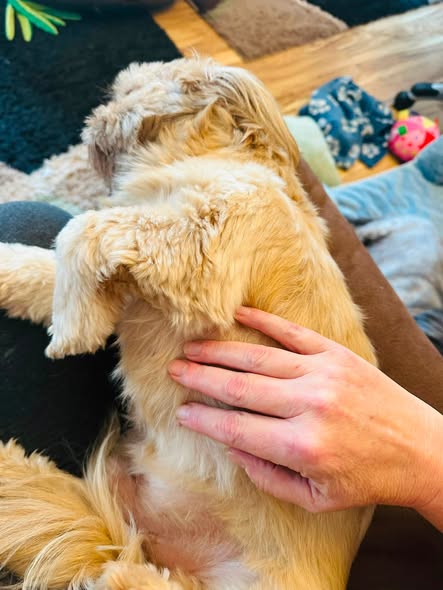 A close-up of a small dog lying on a person's lap, with a hand gently petting its side. The background shows a cozy living room setting with toys and a soft rug.