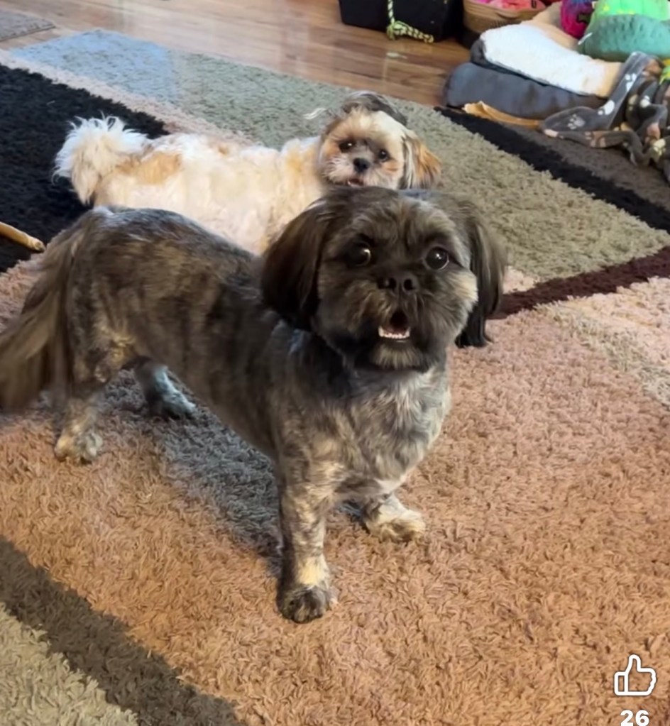 Two dogs standing on a carpet, one is a dark brindle Shih Tzu in the foreground looking at the camera, and a lighter colored Shih Tzu laying in the background.