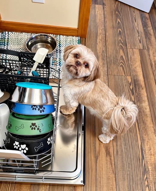 A small brown dog standing next to a dishwasher with various colorful dog bowls inside it.