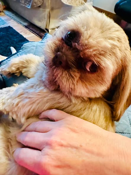 A small, fluffy dog lying on a person's lap while being gently petted.