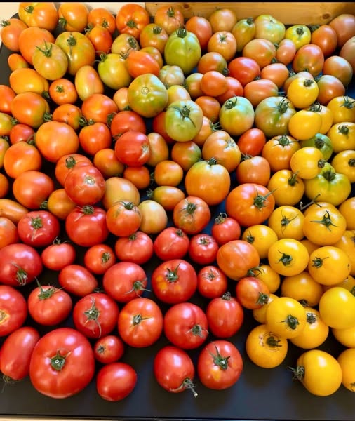 A colorful assortment of various tomatoes, including red, yellow, and green varieties, arranged in a vibrant display.
