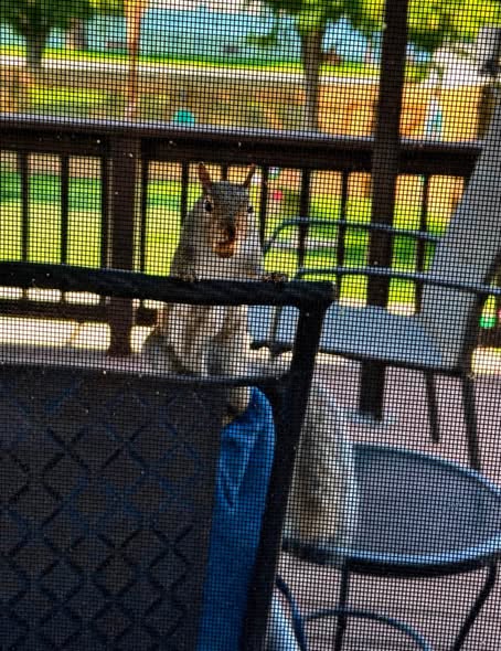 A squirrel sitting on a chair looking through a screen door, with a lush backyard in the background.