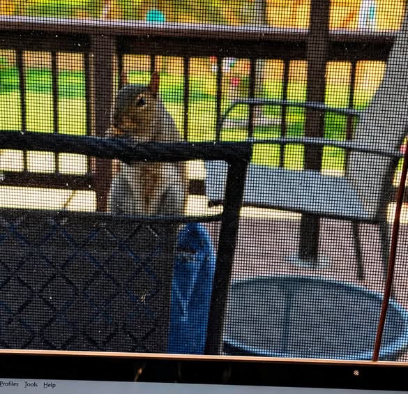A squirrel sitting on the edge of a trash can, viewed through a mesh screen, with a blurred backyard in the background.