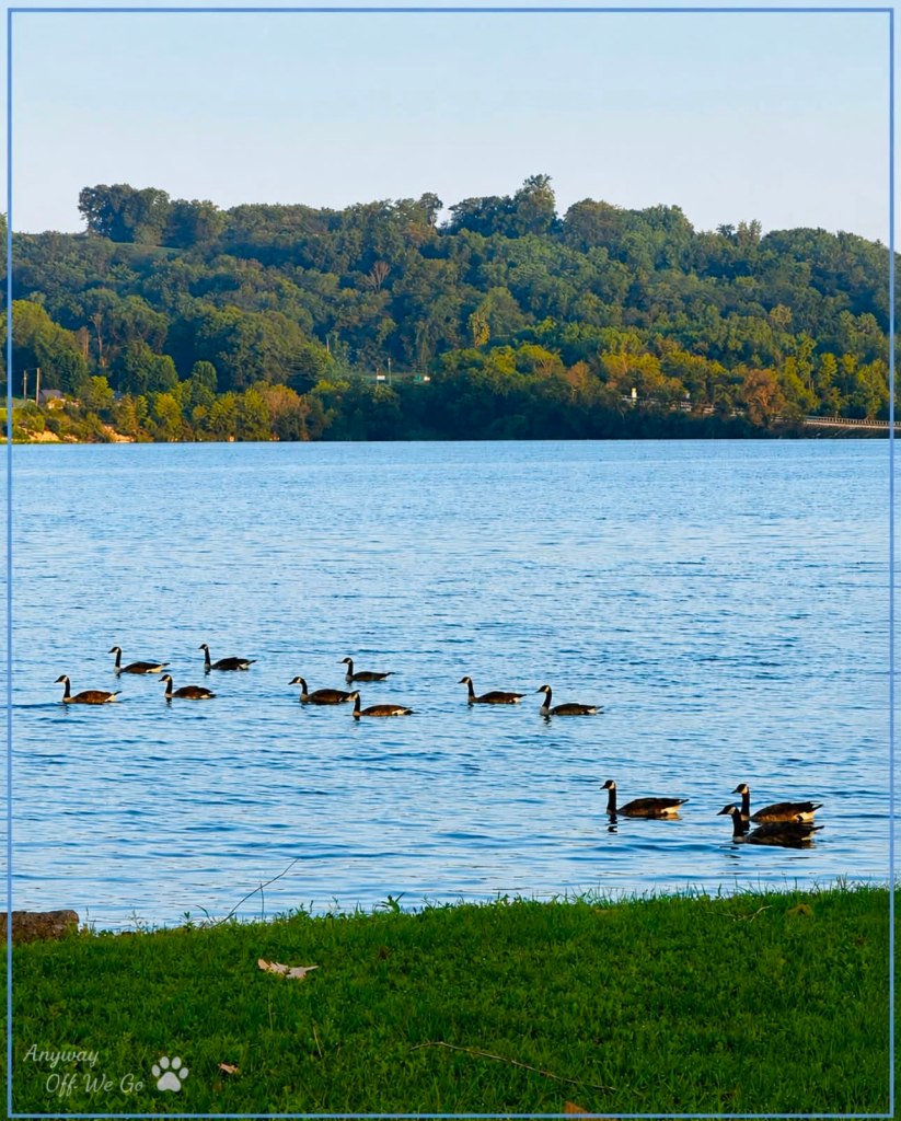 A group of ducks swimming across a calm lake, surrounded by lush greenery and trees along the shore.