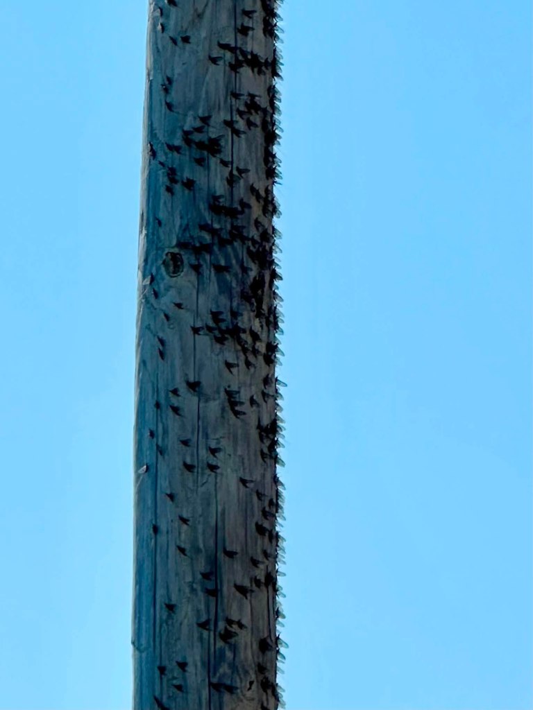 A wooden utility pole covered with numerous small insects against a clear blue sky.