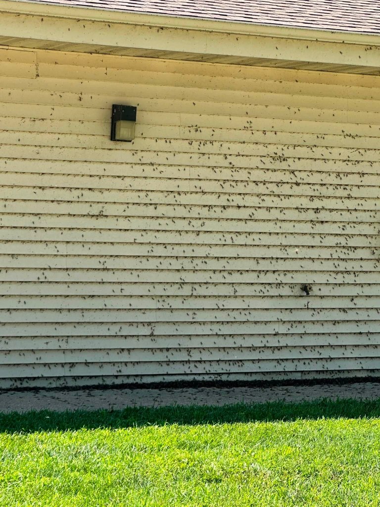 A close-up view of a house exterior featuring a light fixture on a beige wall, heavily infested with numerous small insects clustered on the surface.