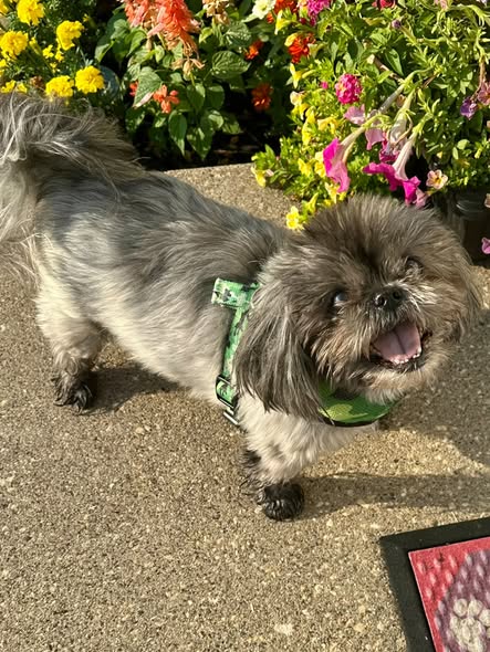 A small, fluffy dog with gray fur wearing a green harness, smiling happily while standing on a concrete surface surrounded by colorful flowers.