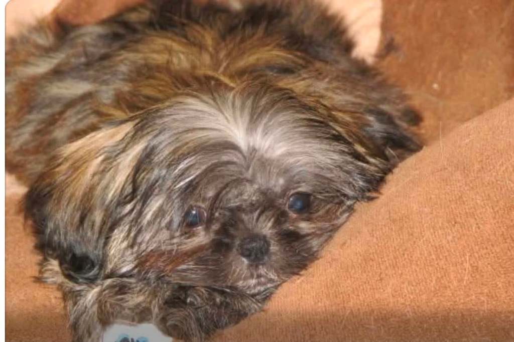 A close-up of a small, brown dog resting on a soft surface, with a serene expression.