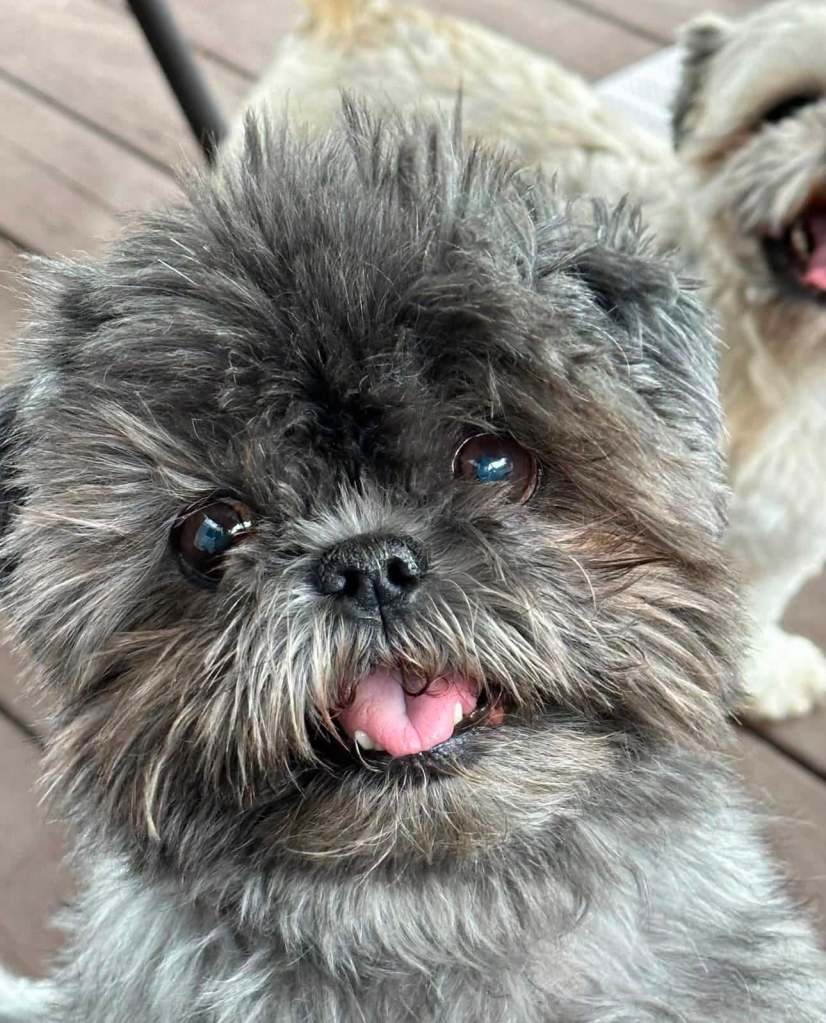 Close-up of a fluffy, black dog with a playful expression, sticking out its tongue, against a blurred background of another dog.