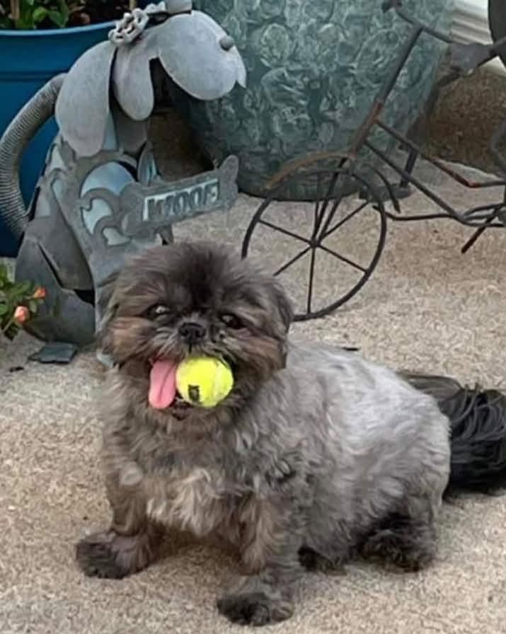 A fluffy dog sitting on a patio with a yellow tennis ball in its mouth, panting happily. In the background, there is a decorative metal dog statue and a large flower pot.