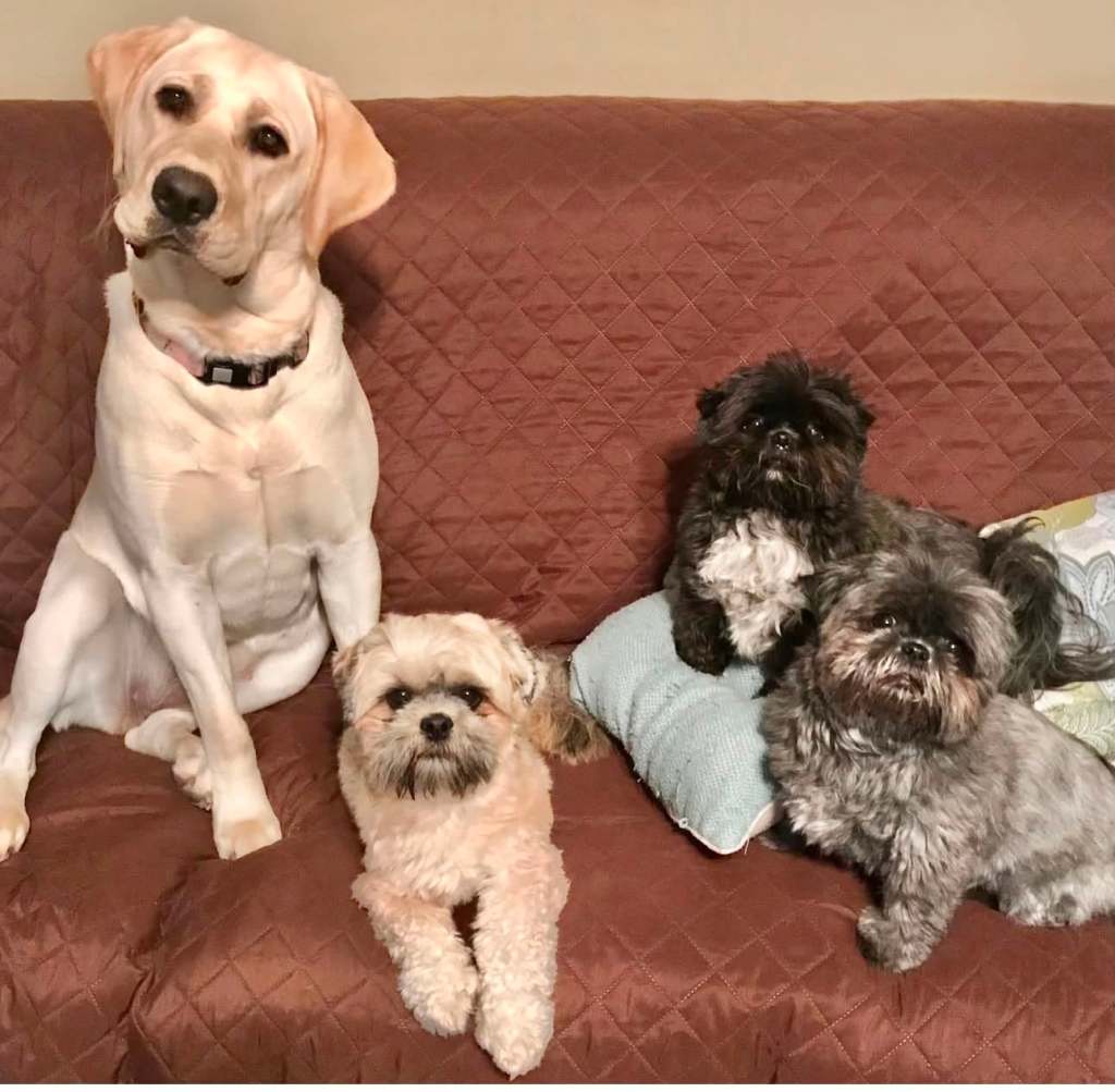 A group of four dogs sitting on a brown couch, including a yellow Labrador Retriever, a light brown dog, and two dark dogs, one with a white chest, all looking towards the camera.
